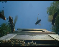 3 saat süren savaş sonrası kovanda tek bir canlı bal arısı bile kalmadı