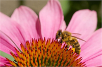 Ekinezya 400 yıldır bilinen ekinezya Amerikan yerlileri tarafından enfeksiyonların tedavisinde kullanılıyordu Bugün ise ekinezya soğuk algınlığı ve diğer üst solunum yolu enfeksiyonu belirtilerinin azaltılması için kullanılıyor Ancak bilim adamları aynı görüşte değil 2010 yılında yapılan bir araştırmaya göre ekinezya soğuk algınlığı belirtilerinin süresini azaltmıyor Bunun yanı sıra bazı insanlar ekinezyayı tifo sıtma ve genital bölgedeki uçuklar için kullanıyor Ancak bununla da ilgili bilimsel bir kanıt yok