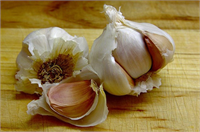 Soğuk algınlığı için sarımsak Sarımsak kan basıncını kontrol altında tutmaya yardım ediyor Fakat soğuk algınlığının tedavisi için sarımsak takviyesi ilaç kullanırsanız hiçbir fayda sağlayamazsınız Sarımsak allicin isimli sülfür içerikli bileşen içeriyor Bu bileşenin antibakteriyal ve antiviral özelliği sayesinde sarımsak soğuk algınlığına yol açan yüzlerce virüse karşı etkilidir