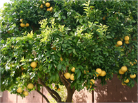 Bedensel ve zihinsel yorgunluğu giderir