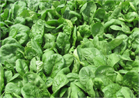 Ispanak A C vitaminleri folik asit ve demir yönünden zengin olan ıspanak grip ve soğuk algınlığına karşı koruyucudur Özellikle çiğ tüketimi kabızlık problemlerinin önüne geçmektedir Ispanağın protein miktarı diğer sebzelere göre biraz daha yüksektir Ancak ıspanak yüksek oranda oksalat içermektedir ve gut hastalığı olan bireyler tüketim miktarları konusunda dikkatli olmalıdırlar