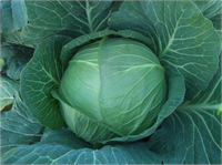 Lahana Düşük kalorili olması idrar söktürücü özelliğiyle vücuttaki fazla ödemi atması ve toksin atıcı özelliğiyle vücutta biriken zehirli maddeleri arındırması lahanayı diyet yapanların favori kış sebzelerinin arasına sokmaktadır Lahana aynı zamanda A B ve C vitaminlerince zengindir