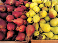 Armut A B1 B2 B3 B6 ve C vitaminleri bulunan armut mideyi rahatlatır ve hazme kolaylık sağlar Ayrıca yüksek tansiyonu düşüren kanı temizleyen ve böbreklerin düzenli çalışmasını sağlar