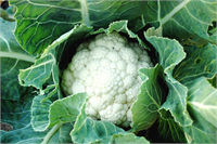 Karnabahar Enfeksiyon önleyici ve anti bakteriyel özellikleri olan karnabahar kronik idrar yolları enfeksiyonları için bilinen en iyi sebze Vitamin ve mineraller bakımından zengin bir besindir A C B1 ve B2 vitaminleri ile kalsiyum potasyum fosfor fosfat ve demir minerallerini içerir Bağırsakların düzenli çalışmasını sağlayarak kabızlığı önler ve vücuttaki zararlı maddelerin uzaklaştırılmasına yardımcı olur