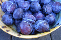 Mavi İçerisindeki polifenoller sayesinde yaban mersininin bilişsel ve motor fonksiyonlardaki azalmaları geri çevirmeye yardımcı olduğu belirlendi