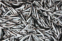 Balık Gözün Cilasıdır Balık etinde bulunan A vitamini gözlere kuvvet verir Çok balık yiyenler yaşlılıklarında bile görme rahatsızlığı çekmezler