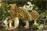 Türkiye de yetişiyor en pahalı yemeklere giriyor