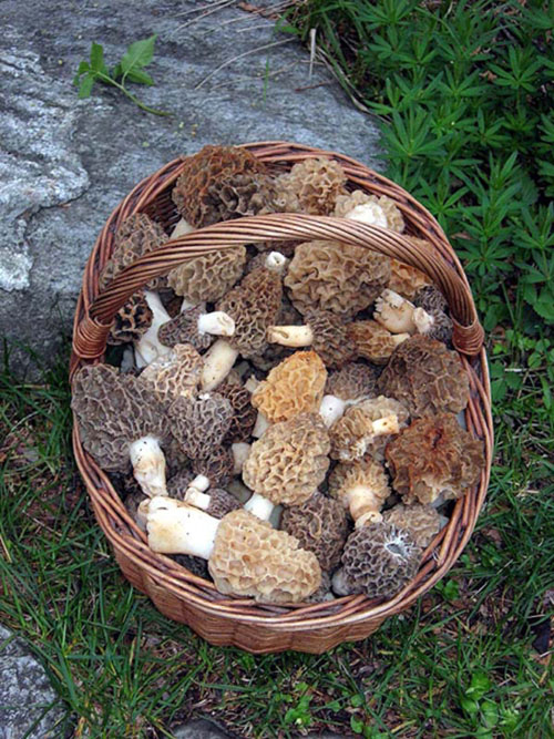 Morchella cinsine ait olan kuzu göbeği mantarı ortalama 5 15 santimetre boyunda kremden koyu kahverengiye kadar değişen renklere sahip