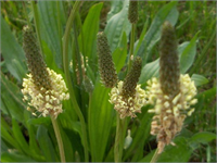 Yapraklarında bulunan feniletanoid yapısındaki akteozitinin iltihaplar üzerinde iyileştirici etkisi var Cilt tahrişlerini giderir Yaralara merhem olur