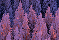 Doğanın rengarenk halleri hern an görülmesede belli dönemlerde kendini gösteriyor İşte o kareleri sizler için derledik