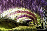 Mutlaka görmeniz gereken 10 ağaç tüneli