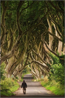 Dark Hedges İrlanda