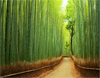 Arashiyama Bambu Ormanı Kyoto Japonya
