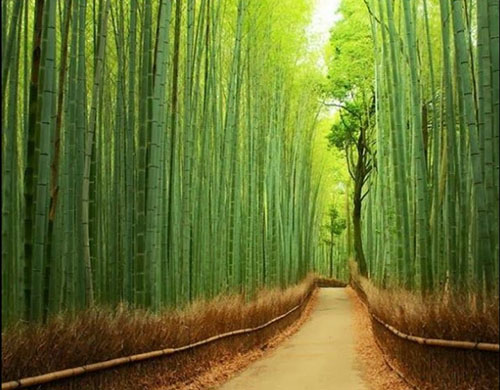 Arashiyama Bambu Ormanı Kyoto Japonya