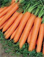 Havuç sevmiyorsanız yer elması yer fıstığı tatlı bal kabağı veya mango yiyebilirsiniz