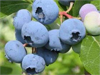 Yaban mersini Antioksidanlarla dolu olan yaban mersini kanser şeker hastalığı ve yaşa bağlı hafıza değişikliği ile savaşmaya yardım ediyor