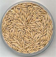 Yulaf Çözülebilir lifle dolu olan yulaf kalp hastalığı riskinizi azaltır