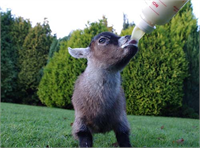 Annesinin reddettiği pigme keçi Benji