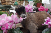 Annesinin reddettiği pigme keçi Benji