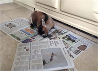 Annesinin reddettiği pigme keçi Benji