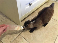 Annesinin reddettiği pigme keçi Benji