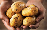 Patates Ortalama büyüklükteki bir patateste diğer yiyeceklere göre daha fazla tarım ilacı bulunduğu açıklandı