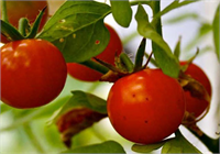 Çeri cherry domates Yapılan testlere göre uzmanlar çeri domatesin üzerinde 13 farklı tarım ilacı bulunduğunu belirttiler