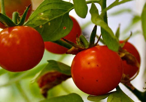 Çeri cherry domates Yapılan testlere göre uzmanlar çeri domatesin üzerinde 13 farklı tarım ilacı bulunduğunu belirttiler