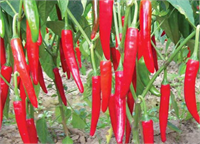 Acı biber En kirli 12 gıda listesinde son sırada yer alan acı bibere dikkat etmelisiniz