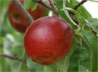 Nektarin Uzmanlar ithal edilen her nektarin örneğinde tarım ilacı bulunduğunu tespit etti