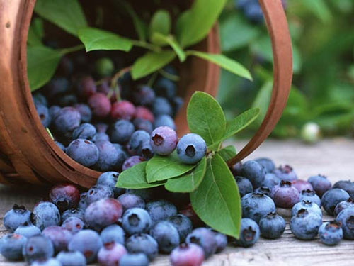 Lif C ve A vitamini açısından zengin olan yaban mersininde bol miktarda antioksidan bulunuyor