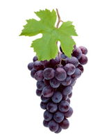 ÜZÜM Ülkemizde genelde siyah ve sarı üzüm tercih edilir Sarı üzümün şeker içeriği siyah üzüme göre daha yüksektir Ayrıca siyah üzüm çekirdeği nedeni ile fazla tercih edilmemesine karşın çekirdeğinin kırılarak tüketilmesi sonucu bağışıklık sistemini güçlendiren lesveratrol maddesi açığa çıkar Bir porsiyon üzüm ortalama 150 gram ve 110 kaloridir Potasyum kalsiyum ve fosfor içeriği yüksek olan üzüm bağışıklık sistemini güçlendiricidir Ayrıca siyah üzüm kan seviyesinin yükselmesini destekler