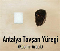 Antalya tavşan yüreği Antalya da yeşil sofralık Muğla da siyah sofralık olarak değerlendiriliyor Yağ içeriği düşük Muğla nın Fethiye Antalya nın Akseki ilçeleriyle Karaman da yetişiyor Sadece Fethiye de 30 bin ağaç bulunuyor