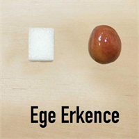 Ege erkence İzmir yağlık veya yerli yağlık diye de isimlendiriliyor Ege bölgesinin en erken olgunlaşan çeşidi Yağ oranı yüzde 5 4 civarında Hiçbir tatlandırma işlemine tabi tutulmadan da yenebiliyor