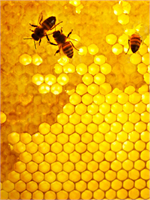 Bu yüzden enfeksiyonların tedavi edilmesinde kullanılırlar Özellikle solunum yolu hastalıklarına mide ve yemek borusunda gastrit reflü ve ülserler oluşmasına neden olan bakterilerin tedavisinde ve ayrıca ağız ve diş sağlığının korunmasında etkilidir Bu ürünler yara ve yanıkların iyileşmesine iyi gelmekte merkezi sinir sistemini yavaşlatan ağrı kesici etkiye psikiyatrik etkinliğe sahiptir