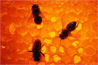 Prof Dr Sevgi Kolaylı apiterapi ürünlerinin çok değerli olduğunu her yıl milyonlarca ton arı sütü polen propolis gibi milli servet niteliğindeki arı ürünlerinin yeterince değerlendirilmediği için heba olduğunu sözlerine ekledi