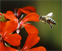 Arı ürünleri binbir derde deva