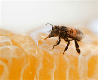 Arı ürünleri binbir derde deva