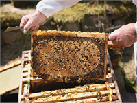 Son yıllarda dünyada arı ürünleri ile tedavi yöntemleri hızlı gelişme gösterdi Arıcılık faaliyetlerinden elde edilen ürünler halk tarafından birçok hastalığa karşı tedavi amacıyla kullanılıyor Deney hayvanları üzerinde yaptığımız araştırmalarda polen propolis arı sütü ve bunların karışımlarının karaciğer hasarının önlenmesinde tedavi edilmesinde çok önemli olduğunu gördük Mantar zehirlenmesi tedavisinde bal ve polenin karaciğerdeki hasarı önlemede etkili olduğunu tespit ettik diye konuştu