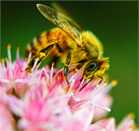 Hastalıkları engelliyor hijyen oluşturuyor