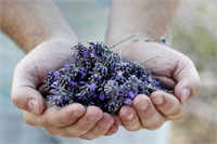 11 Bahar nezlesi Bir damla lavanta yağını avuçlarınıza sürün ve derince içinize çekin