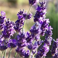 Lavantayı hayatınıza dahil etmek için 12 neden