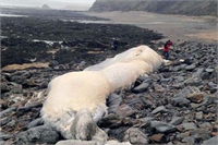 Devasa balina kalıntısı görenleri hayretlere düşürdü