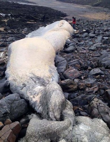 İngiltere nin Cornwall Kontluğunda sahilde bulunan 18 metre uzunluğundaki balina kalıntıları görenleri şaşırttı