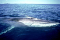 45 ton ağırlığındaki balina nesli tükenmekte Fin balinası adı verilen bir türe ait olduğu belirlendi