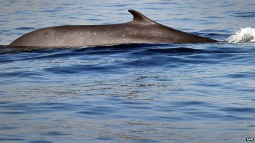 Balinanın kalıntısını gören biyologlar devasa yaratığın heybeti karşısında büyülendi