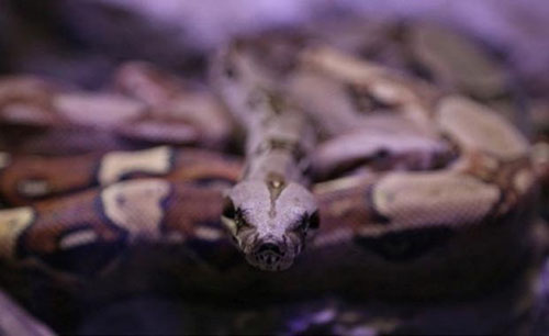 Fear Trophy yağmur ormanlarının vahşi yaşamını çöllerin ve mağaraların gizemli dünyasını tüm gerçekçiliği ile sizlere yaşatmak için özel olarak tasarlandı Fear Trophy de bulunan özel ses sistemleri farklı alanlarda karşılaşacağınız temalara uygun özel ses ve efektler ile size muson yağmurlarını mağaralardaki tıkırtıları çalıların arasında saklanan kurnaz canlıları ağaçtan ağaca zıplayan maymunları çılgın kuşları çöl rüzgarlarını ve birçok sürprizi yaşatacak