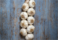 Kolayca balık yakalayın Balıklar sarımsak kokusuna dayanamazlar Sarımsak kokulu yem alısanız daha çok balık yakalarsınız İsterseniz sarımsak dişleriyle kendi yemek kırıntılarınızı hazırlayabilirsiniz