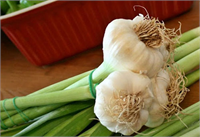 Doğal bir yapıştırıcıdır Sarımsak doğal yapıştırıcı özelliği sayesinde cam içindeki ince çizgilerin düzeltilmesinde etkilidir Birkaç diş sarımsağı ezin ve çatlak üzerine sürün fazlalığı silin