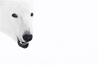 Ödüllü fotoğraflar